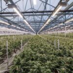 Aerial view of expansive greenhouse interior in Austin, Texas, showcasing rows of thriving cannabis plants illuminated by Fluence LED lighting solutions beneath a glass ceiling.