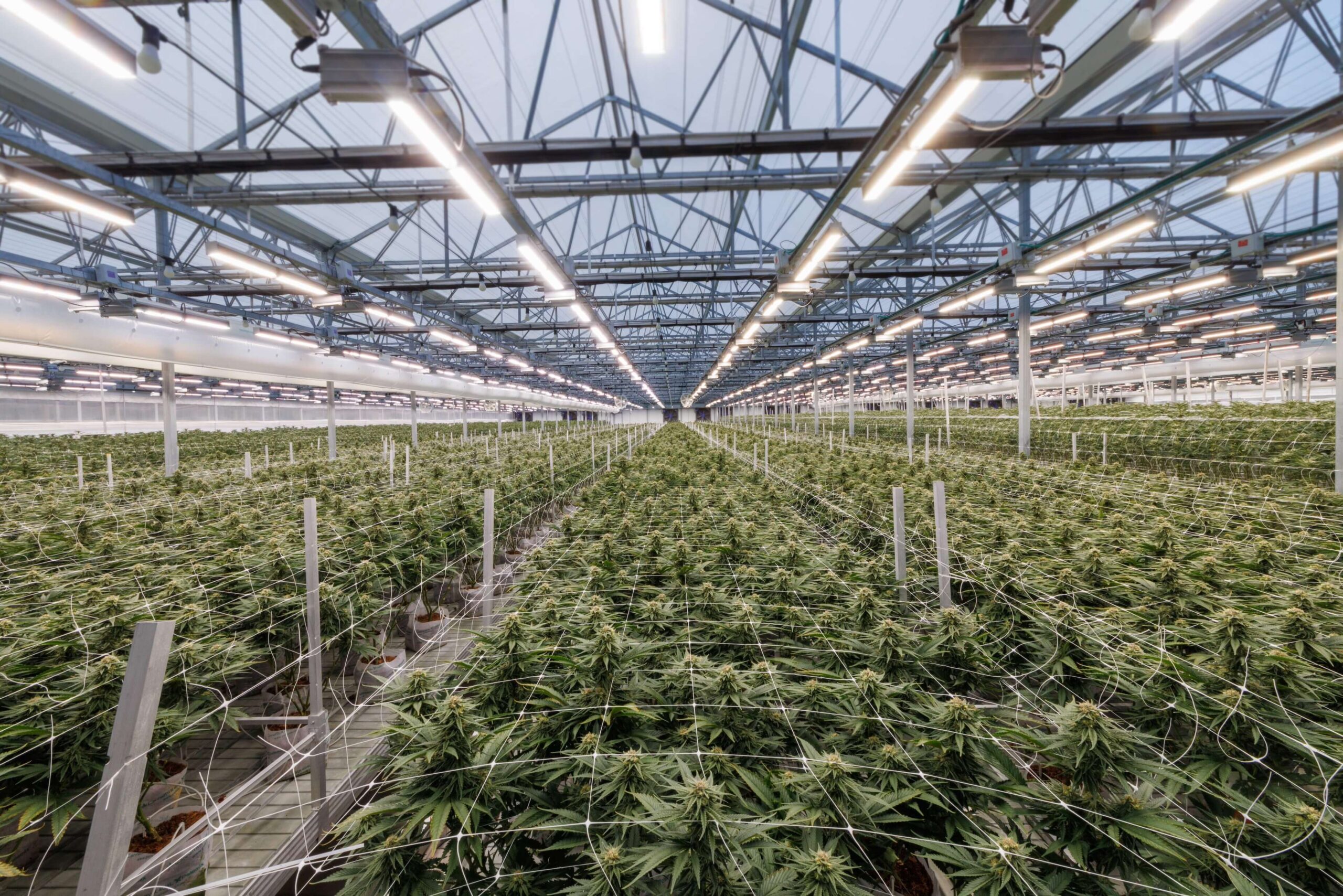 Aerial view of expansive greenhouse interior in Austin, Texas, showcasing rows of thriving cannabis plants illuminated by Fluence LED lighting solutions beneath a glass ceiling.