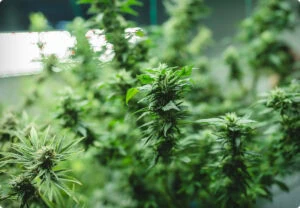 Nahaufnahme von Cannabispflanzen unter LED-Wachstumslampen für den kommerziellen Anbau.