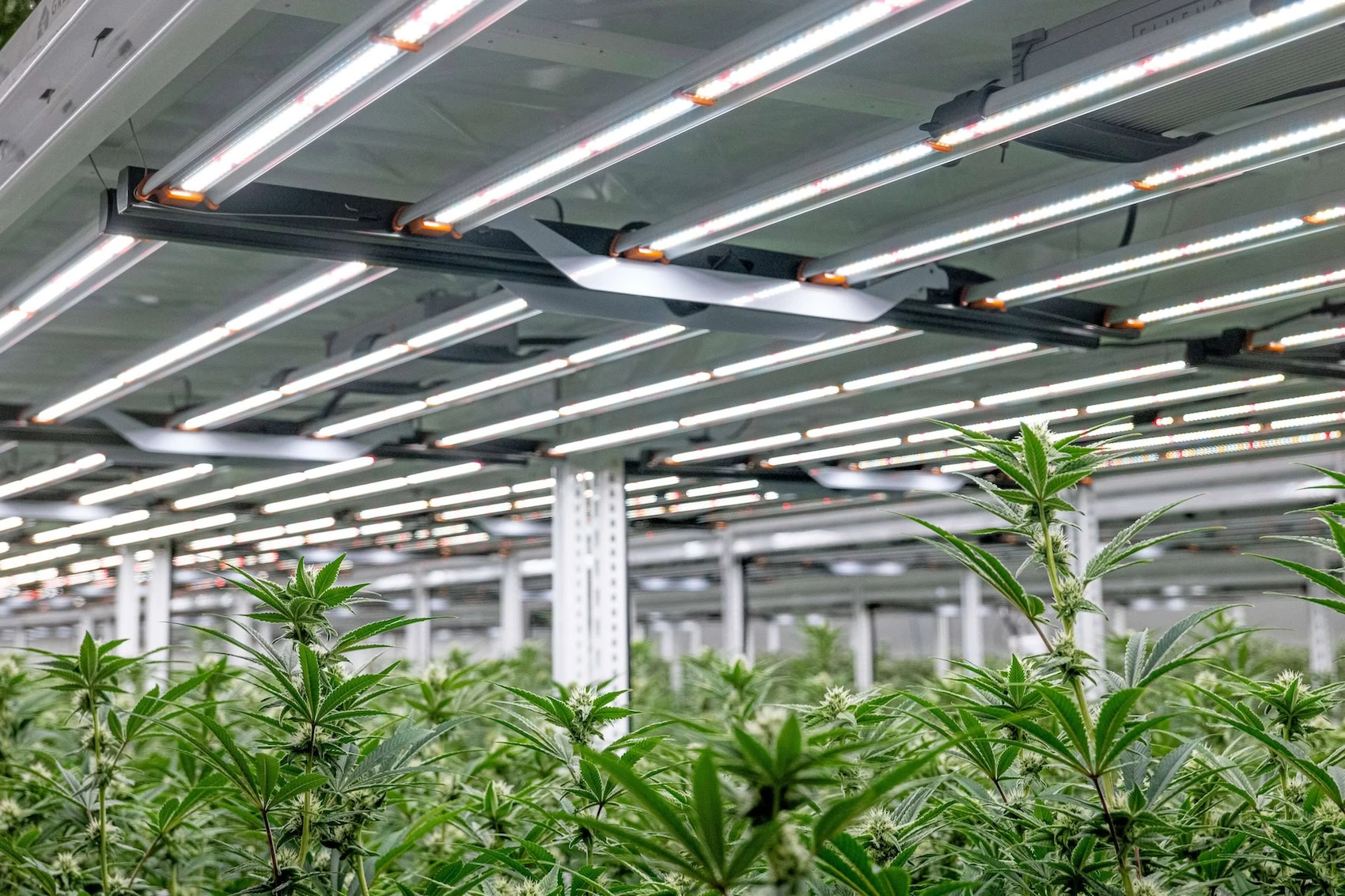 Kommerzieller Cannabisanbau mit fortschrittlichen LED-Zuchtlampen für Cannabispflanzen.