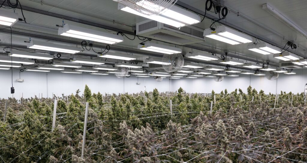 Rows of cannabis under LED grow lights for commercial cultivation efficiency.