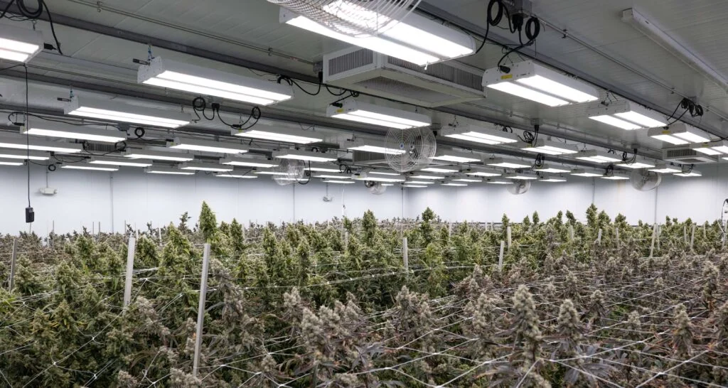 Rows of cannabis under LED grow lights for commercial cultivation efficiency.