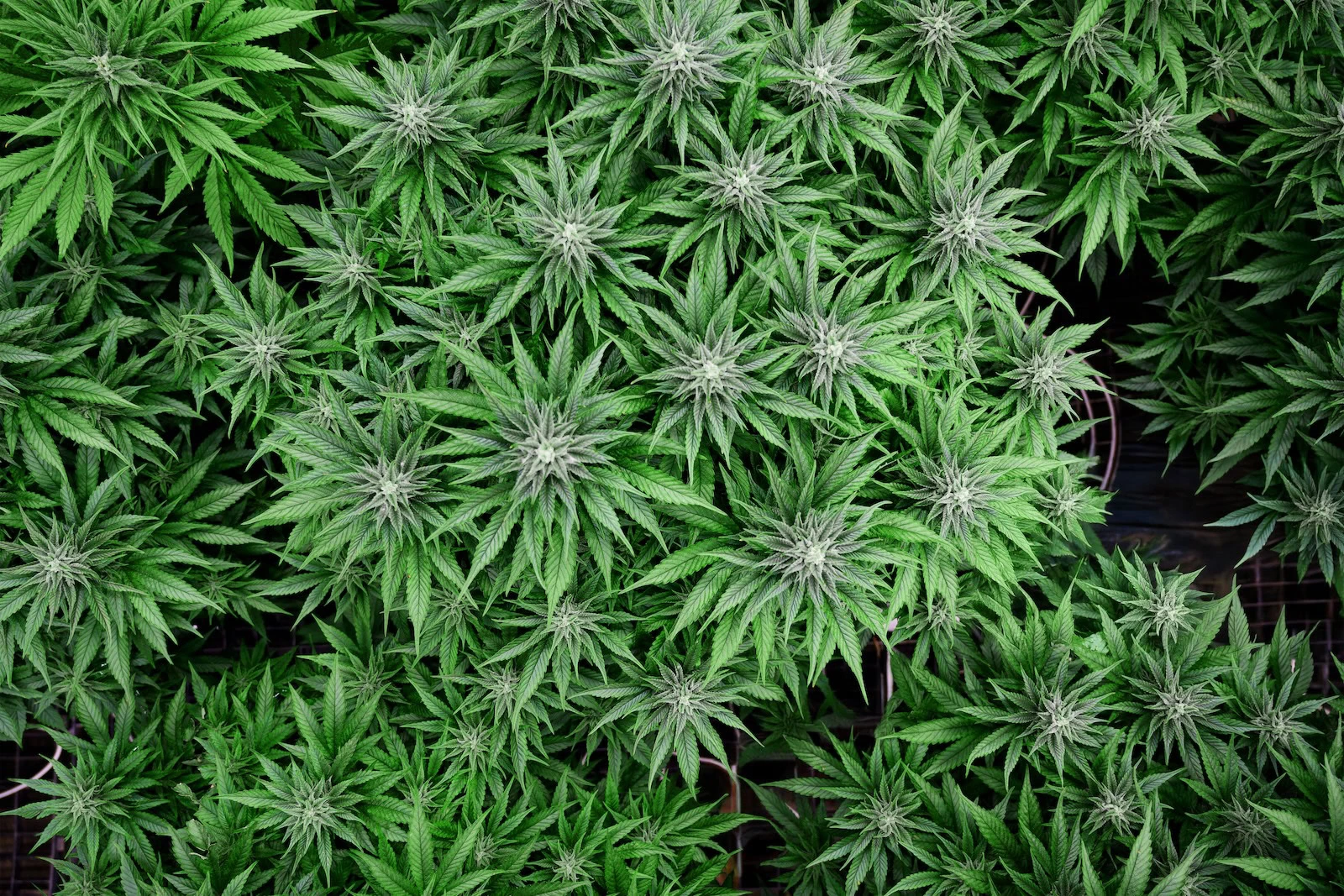 Draufsicht auf Cannabis unter LED-Wachstumslampen, die einen robusten kommerziellen Anbau zeigt.