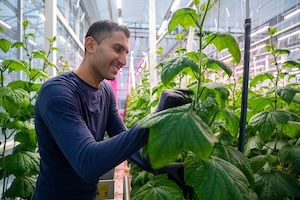 Eine Person inspiziert Cannabis unter LED-Anbauleuchten in einer kommerziellen Anbauanlage.