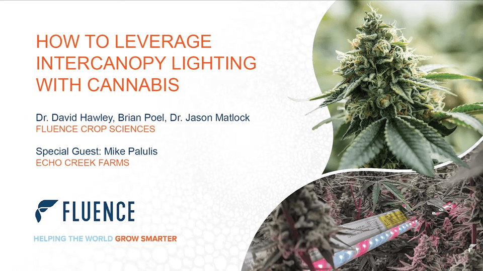 Cannabis cultivation slide with LED grow lights for commercial cannabis lighting technology.