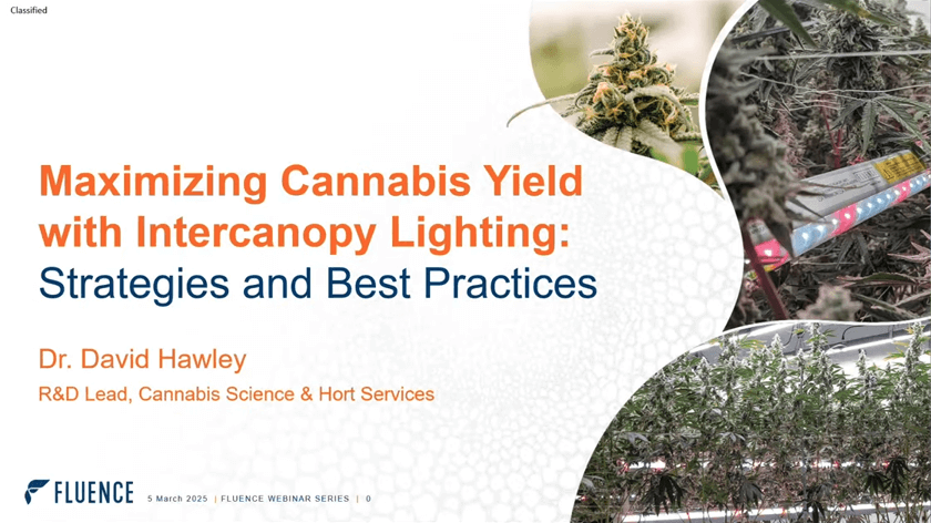 Presentation slide on LED grow lights for cannabis and commercial cultivation.
