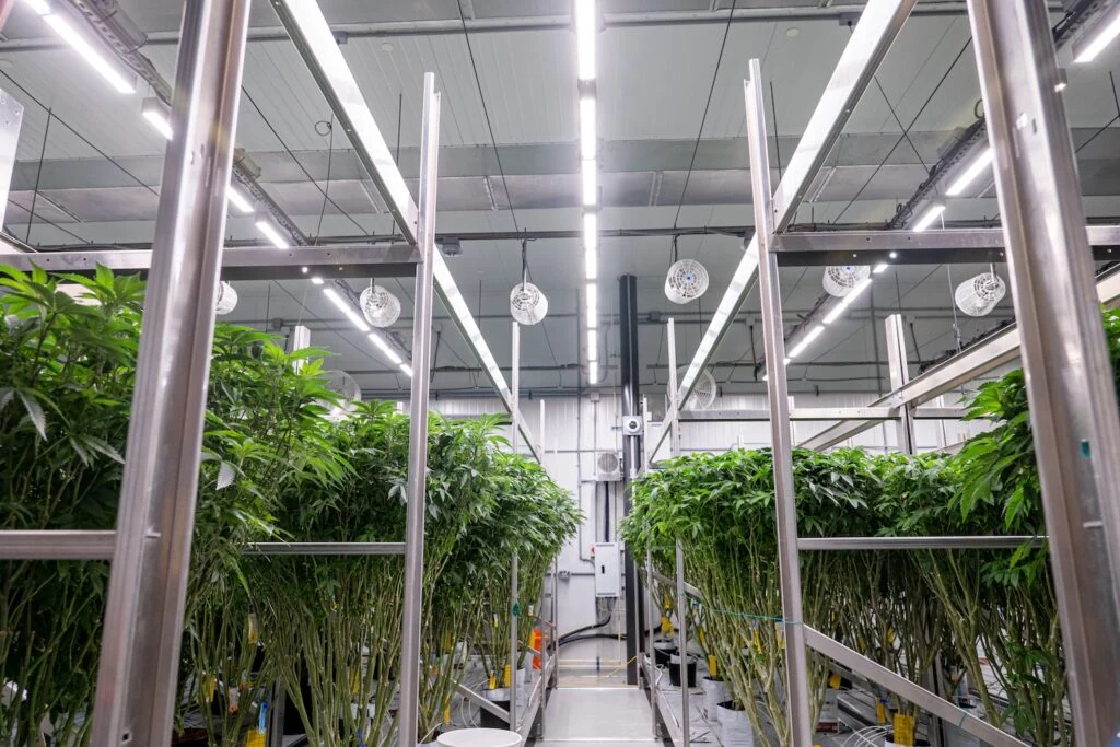 Cannabis plants in commercial indoor grow room with advanced LED grow lights.