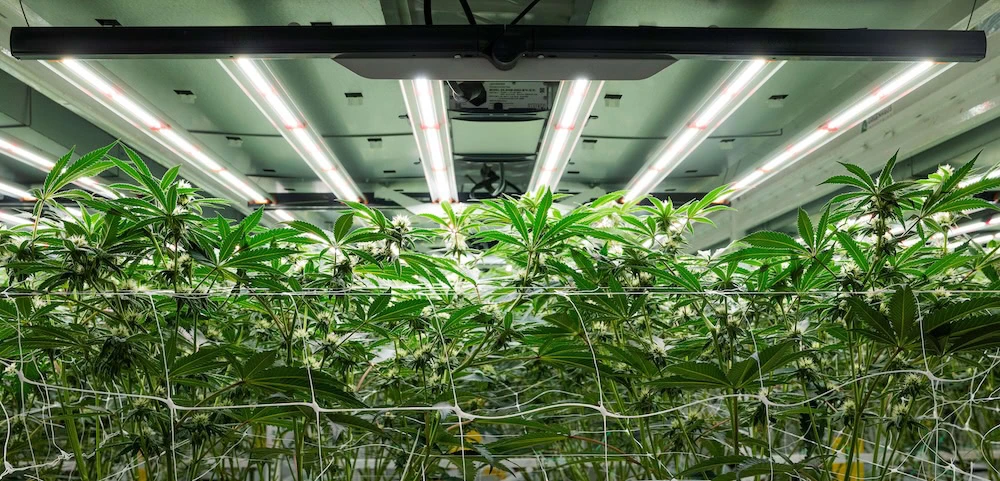 Les plantes de cannabis prospèrent sous des lampes de culture à LED dans une installation de culture commerciale.