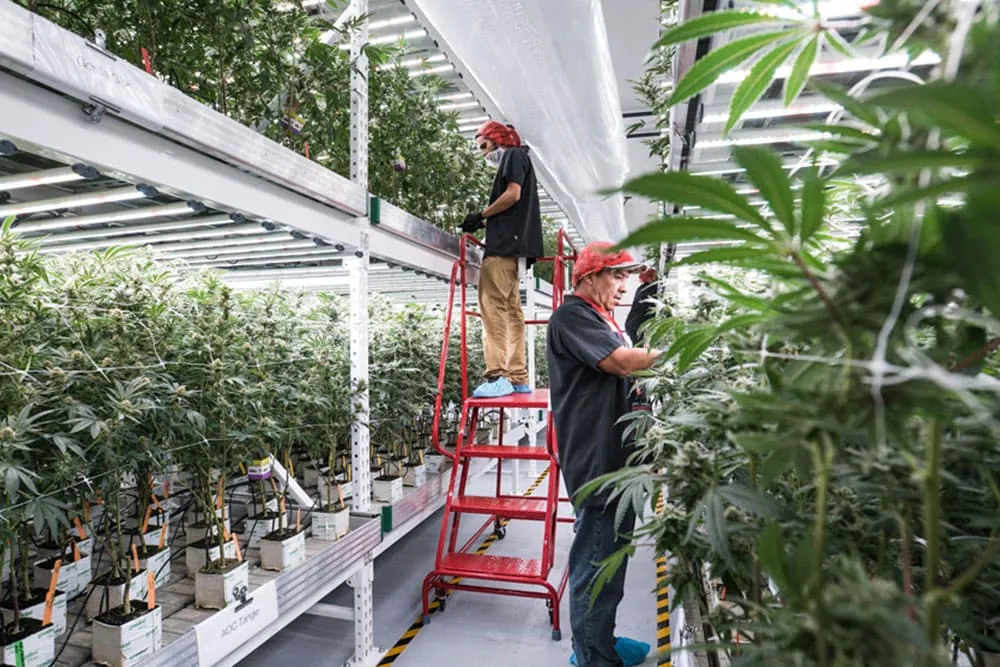 Workers tending cannabis under LED grow lights in commercial cultivation facility. Cannabis growers using advanced LED lighting technology in indoor facility. Commercial cannabis cultivation with rows of plants under LED grow lights.