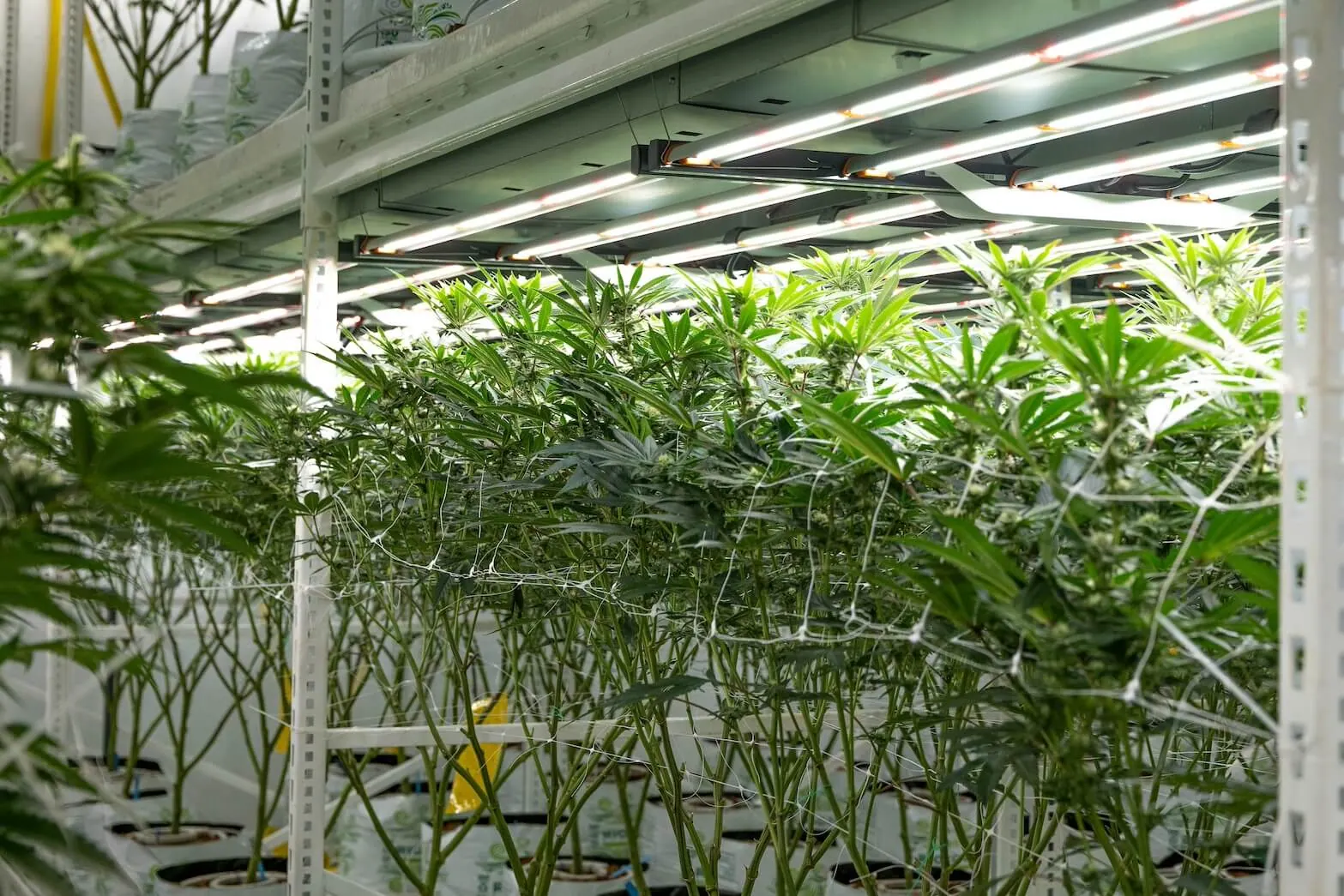 Retrofitting for the Future: The Transition to LED in EMEA’s Cannabis Industry