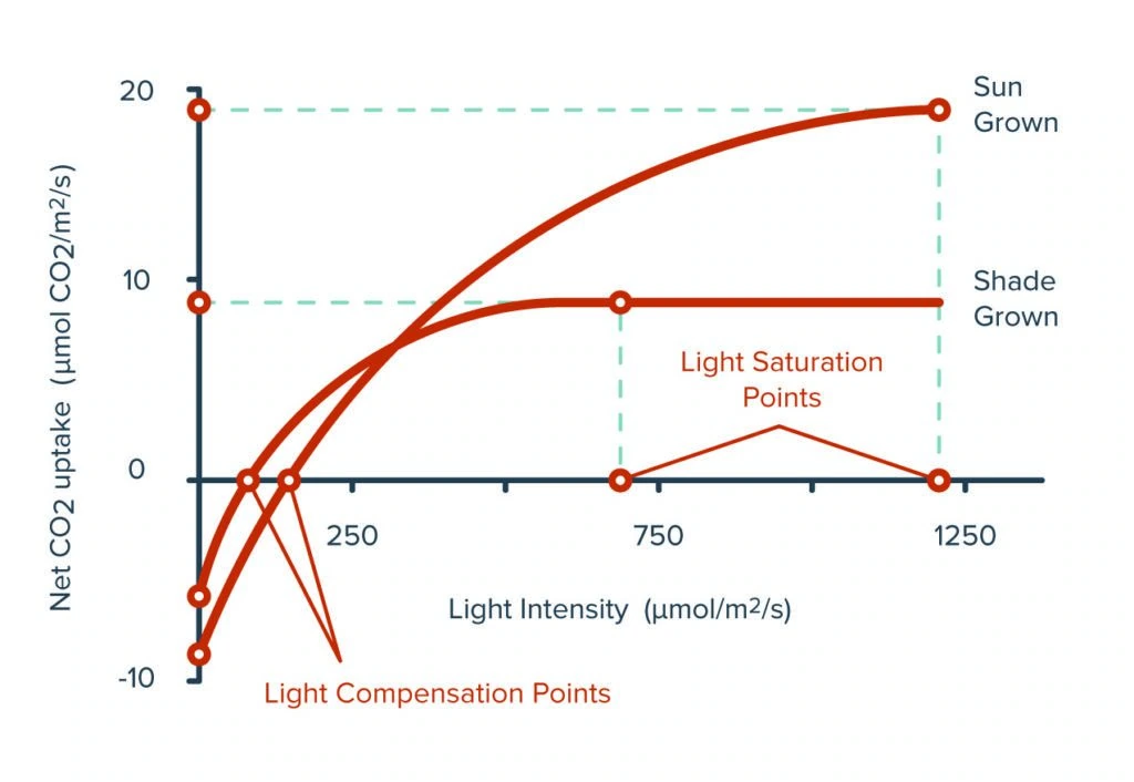 Graph comparing CO2 uptake vs. light intensity in cannabis under LED grow lights.