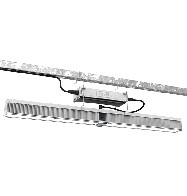 Fluence LED grow light for cannabis in commercial cultivation ceiling setup.