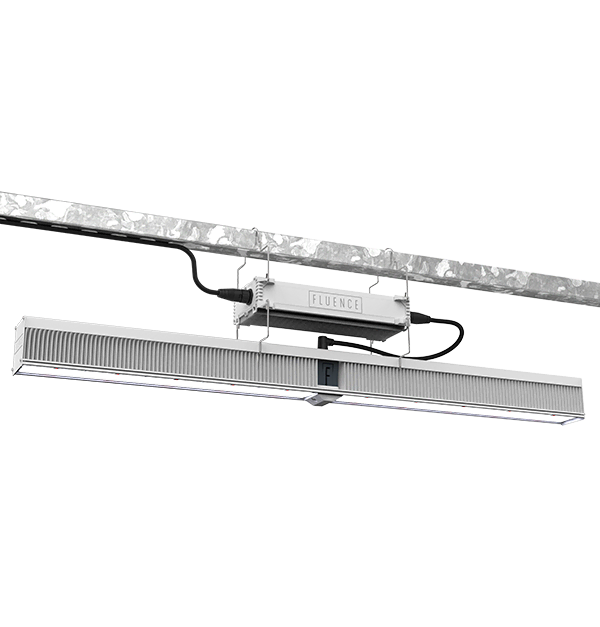 Fluence LED grow light for cannabis in commercial cultivation ceiling setup.