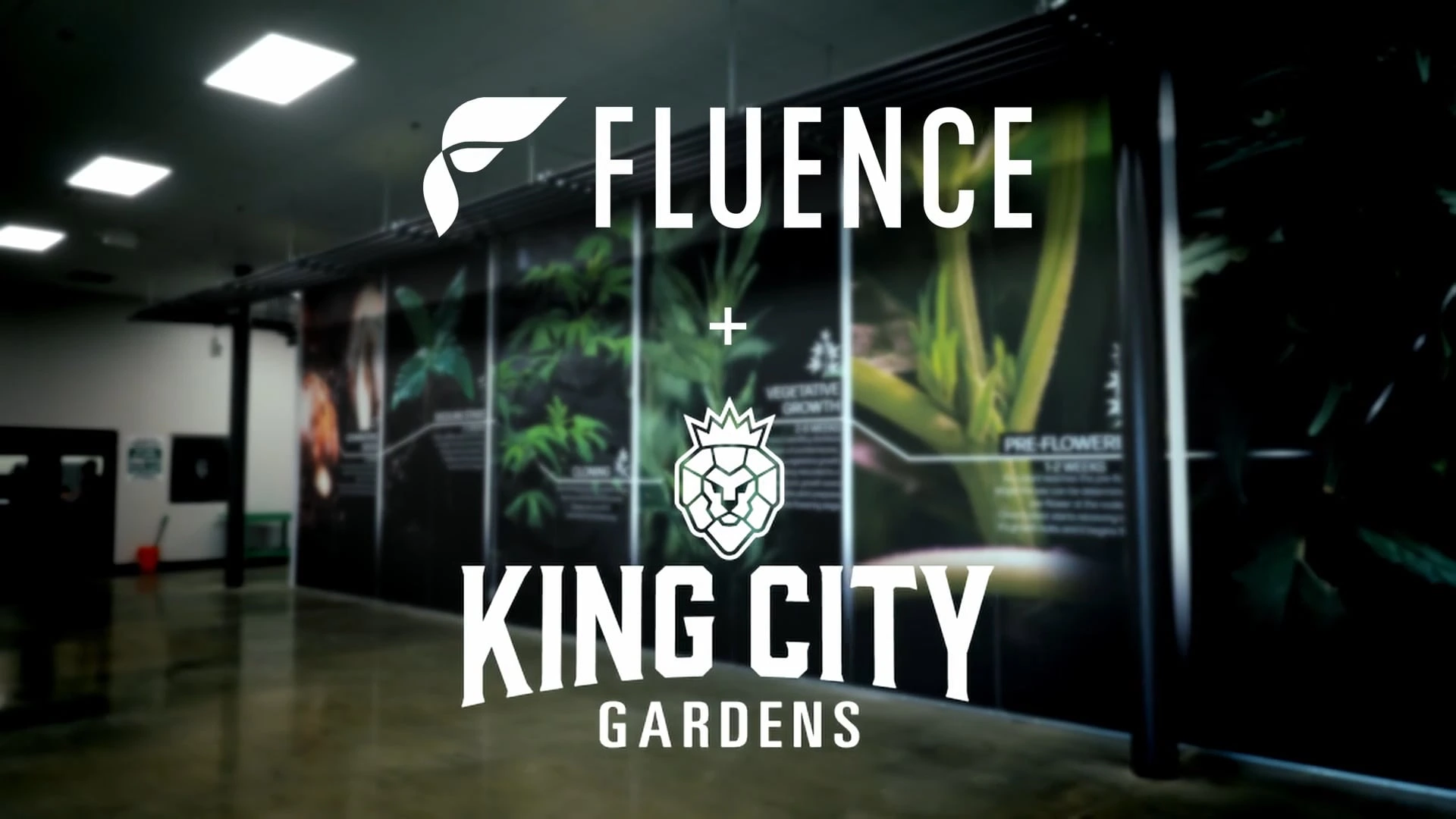 Commercial cannabis facility with Fluence LED grow lights and King City Gardens branding.