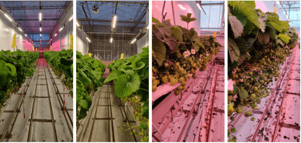 Panels display cannabis plants under LED grow lights for commercial cultivation.