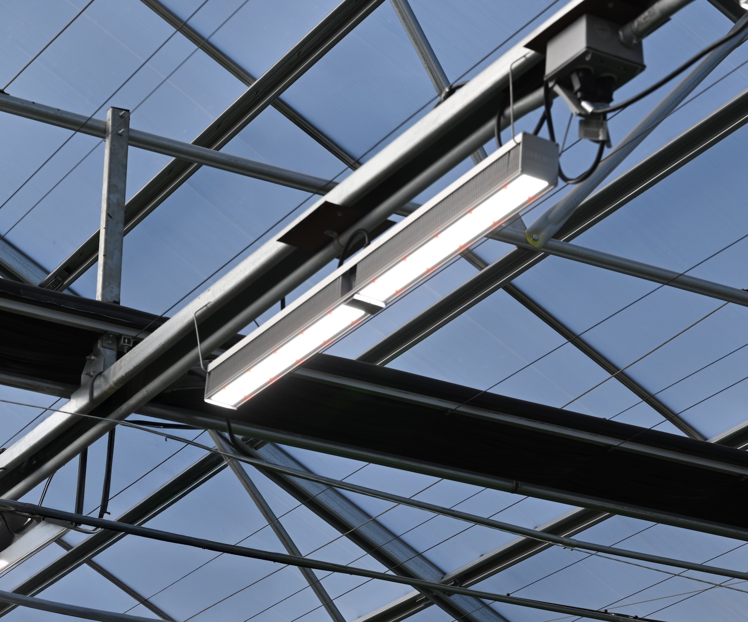 LED grow light fixture for commercial cannabis cultivation in greenhouse ceiling.