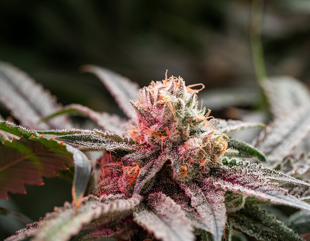 Close-up of mature Sandwich LP cannabis under LED grow lights, dense buds, trichomes, and purple-orange hairs for commercial cultivation.