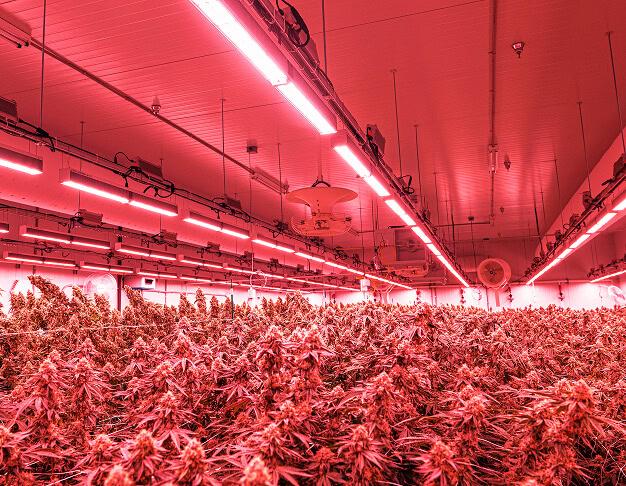 Commercial cannabis cultivation with LED grow lights and advanced cannabis lighting technology.
