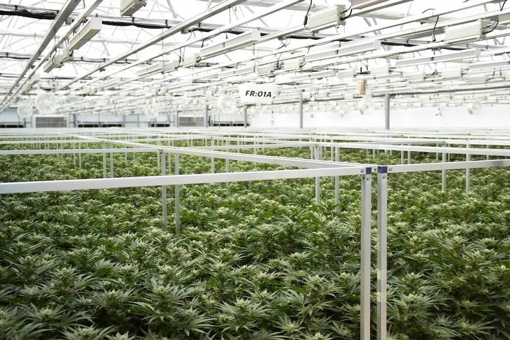 Rows of cannabis plants under commercial LED grow lights in a large indoor greenhouse.