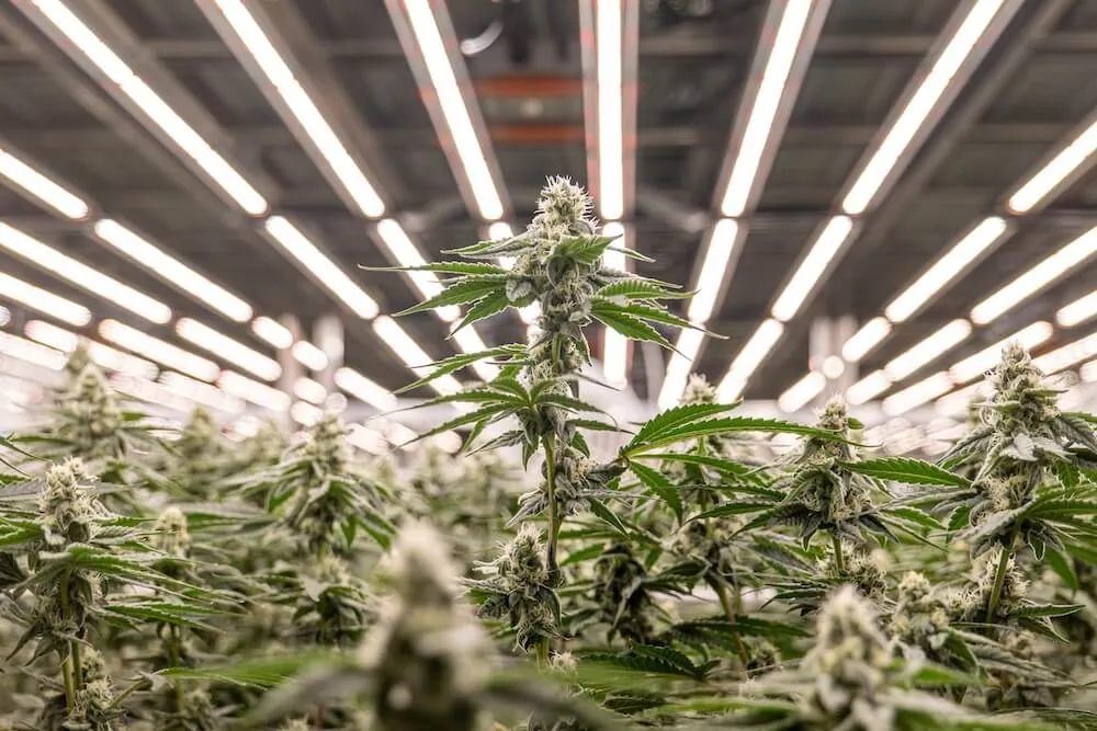 Commercial cannabis plants thriving under advanced LED grow lights for cannabis.