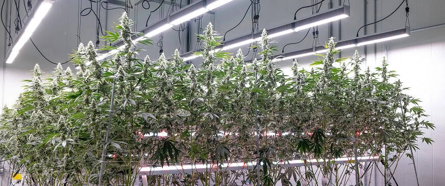 Commercial cannabis cultivation using advanced LED grow lights and intercanopy lighting.