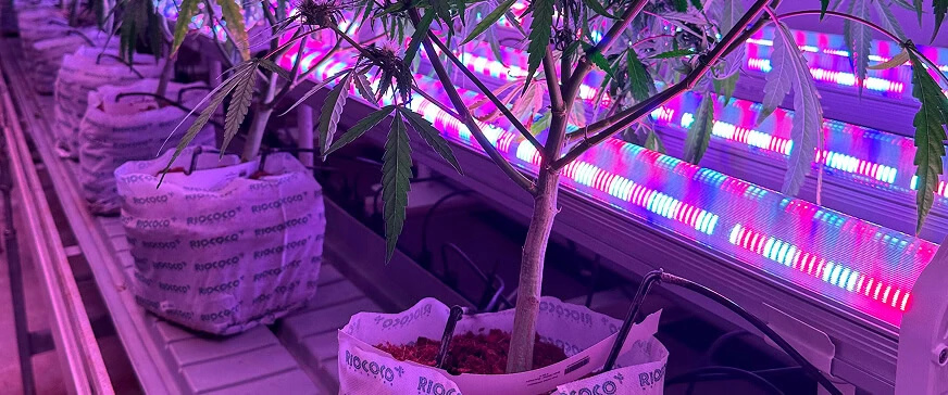 Young cannabis in fabric pot under LED grow lights for cannabis, with undercanopy lighting in a commercial cultivation setup.