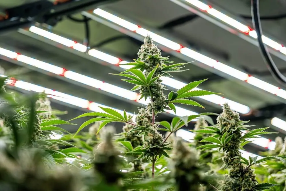 Indoor cannabis plants with dense buds thriving under LED grow lights for cannabis cultivation.