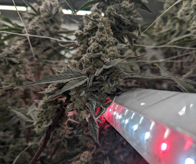cannary214ページ Under Canopy Lighting for Cannabis | Fluence LED Grow Lights
