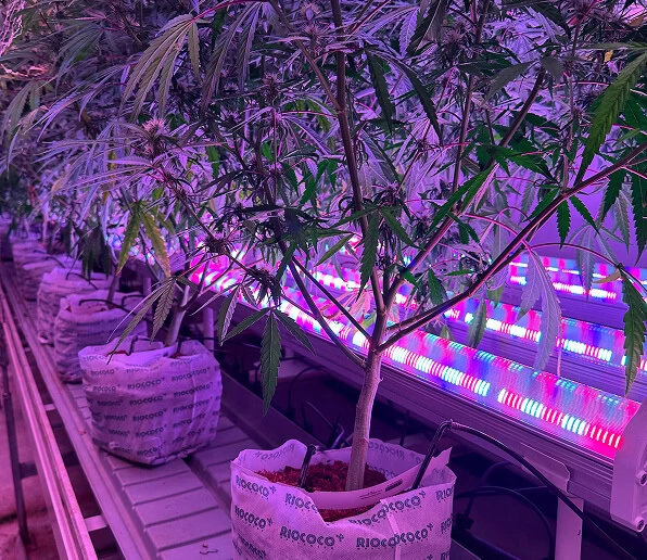 Under Canopy Lighting for Cannabis | Fluence LED Grow Lights