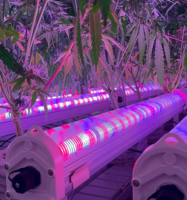 Under Canopy Lighting for Cannabis | Fluence LED Grow Lights