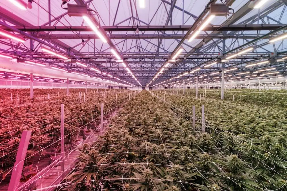 The Role of Red Light in Cultivation
