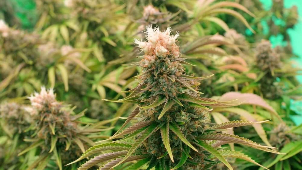 Close-up of mature cannabis buds and leaves under LED grow lights for commercial cannabis cultivation.