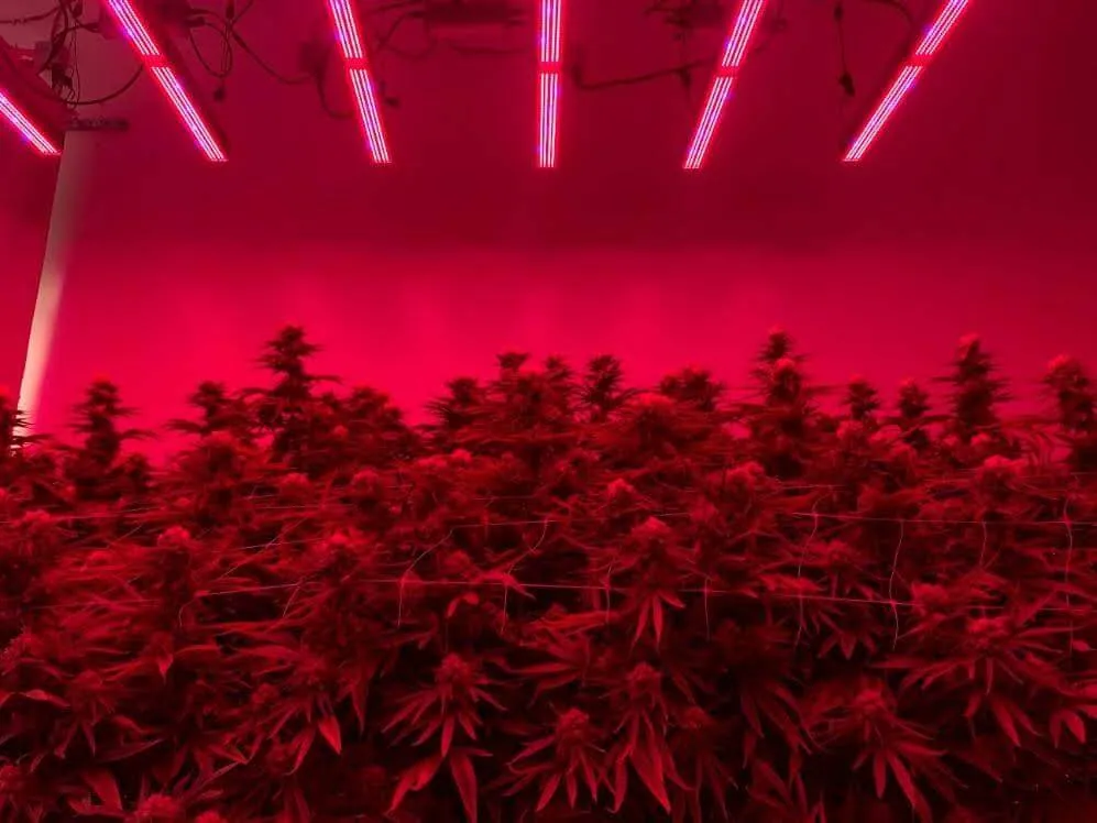 Commercial cannabis plants thriving under advanced LED grow lights for cannabis.