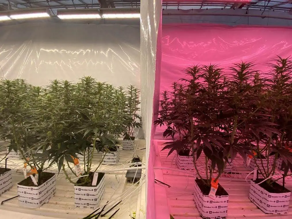 Potted cannabis plants under LED grow lights: white vs pink for commercial cultivation.