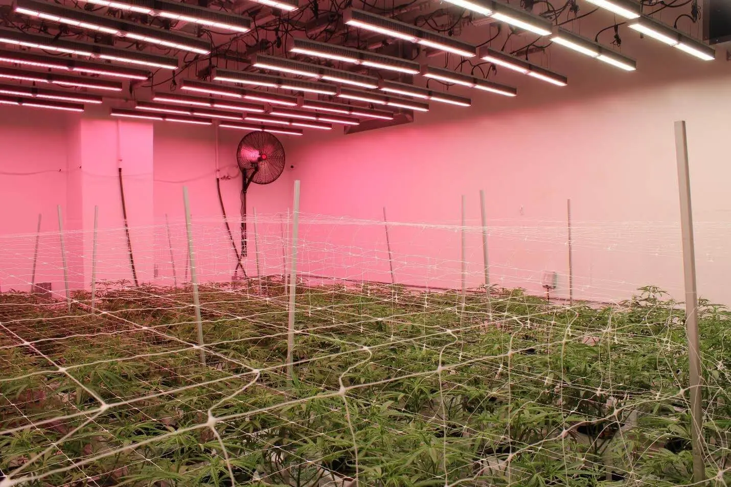 Commercial cannabis cultivation room with rows of plants under LED grow lights for cannabis, featuring advanced cannabis lighting technology.