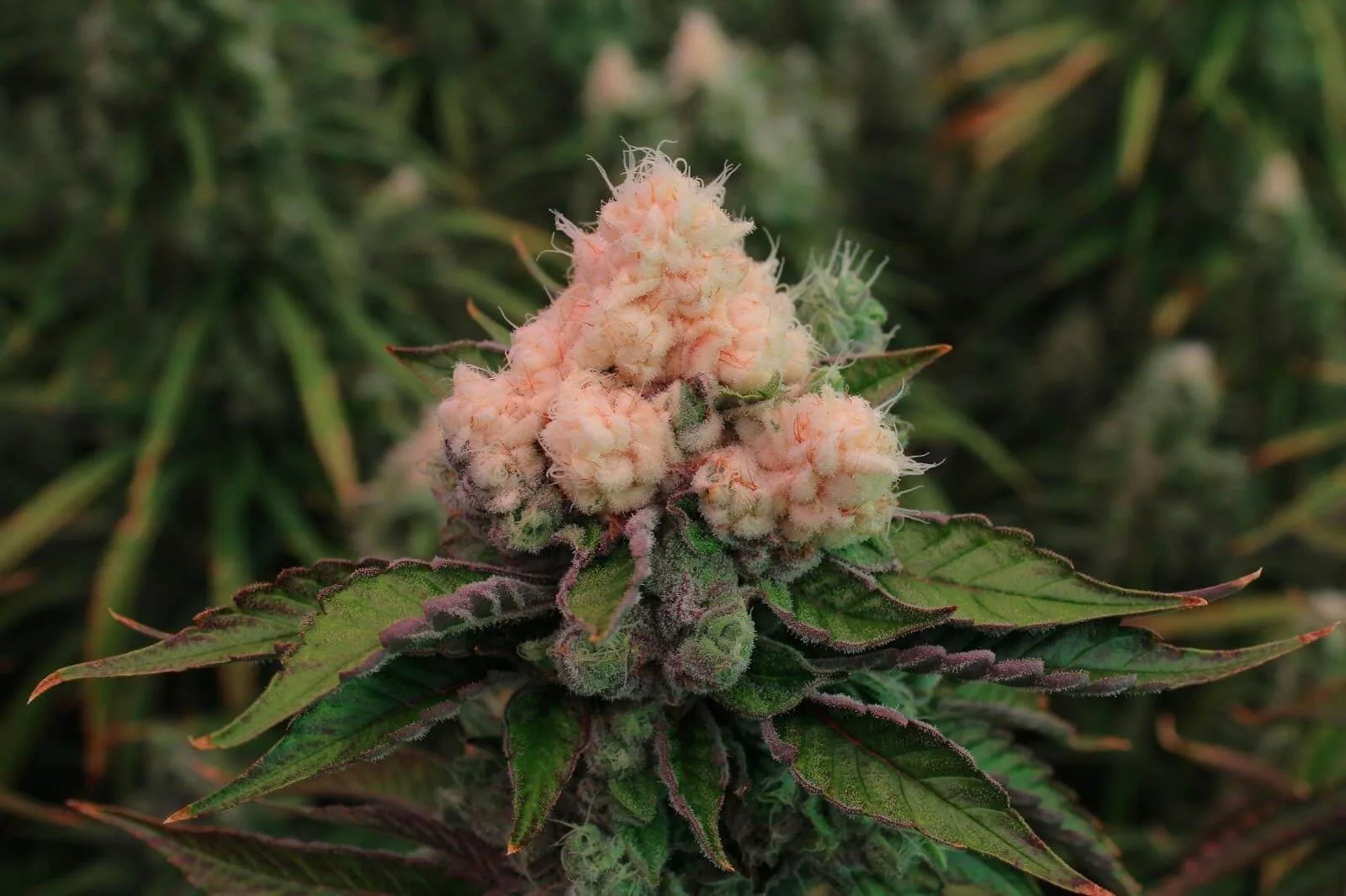 Close-up of cannabis buds under LED grow lights, highlighting cannabis lighting technology for commercial cultivation.