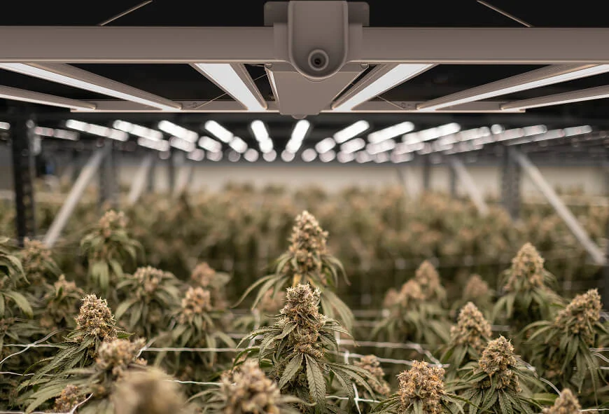 Fluence SPYDR e | Cost-Effective LED Grow Light for Cannabis