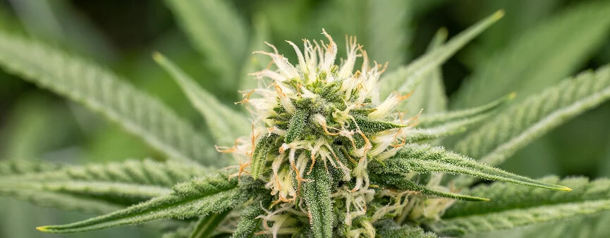 Fluence SPYDR 3 | High-Output LED Grow Light for Cannabis