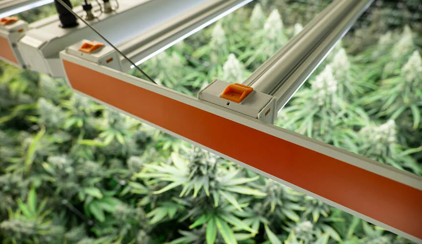 Close-up of SPYDR Series LED grow lights for cannabis in a commercial cultivation facility.