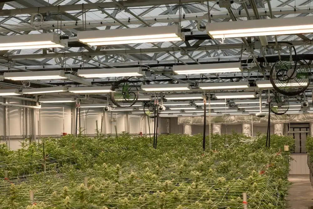 How Efficient Lighting Reduces Operational Costs for Growers