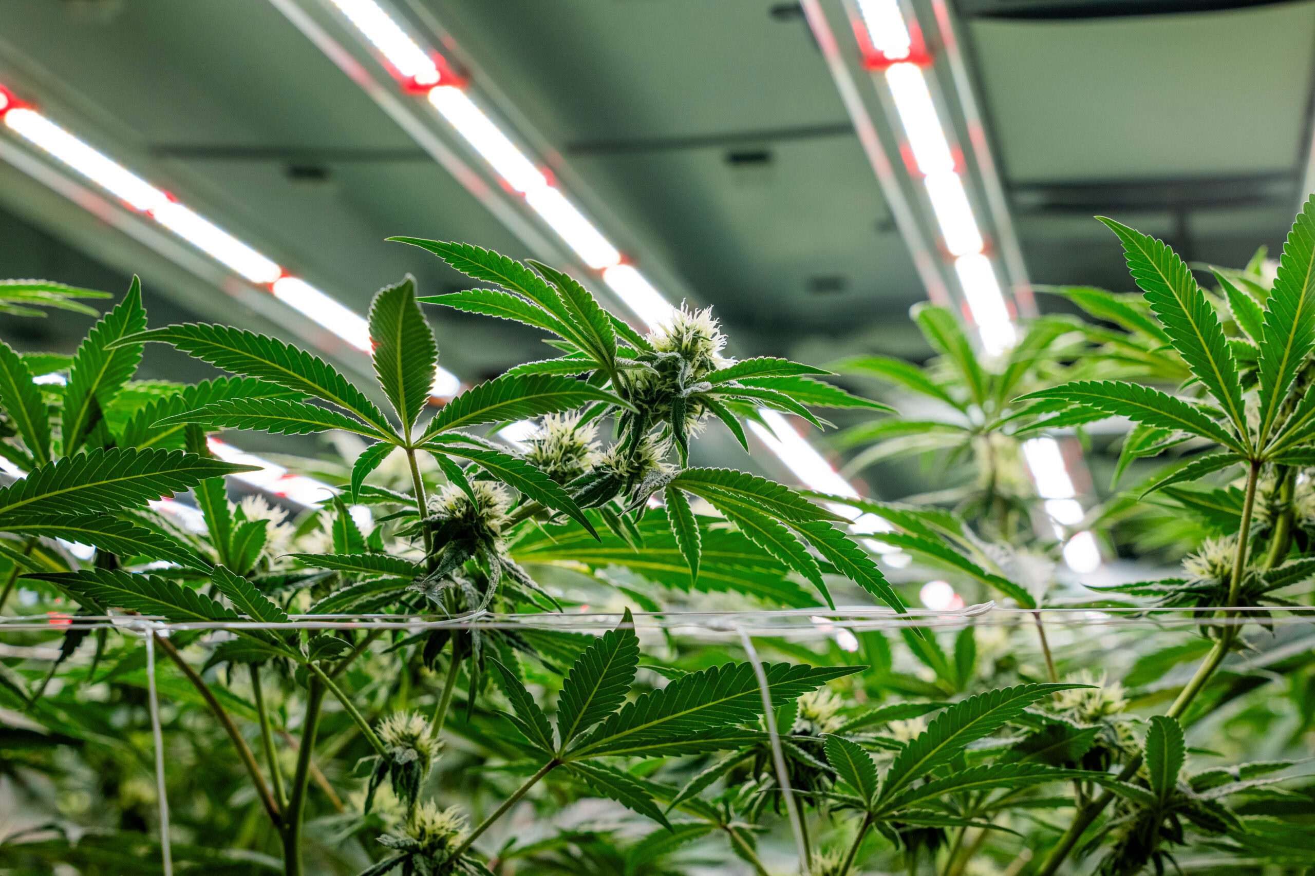 Lighting the First Build: How I Approach New Growers Getting Started