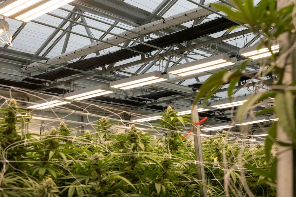 How Dimmable Lighting Systems Improve Crop Quality