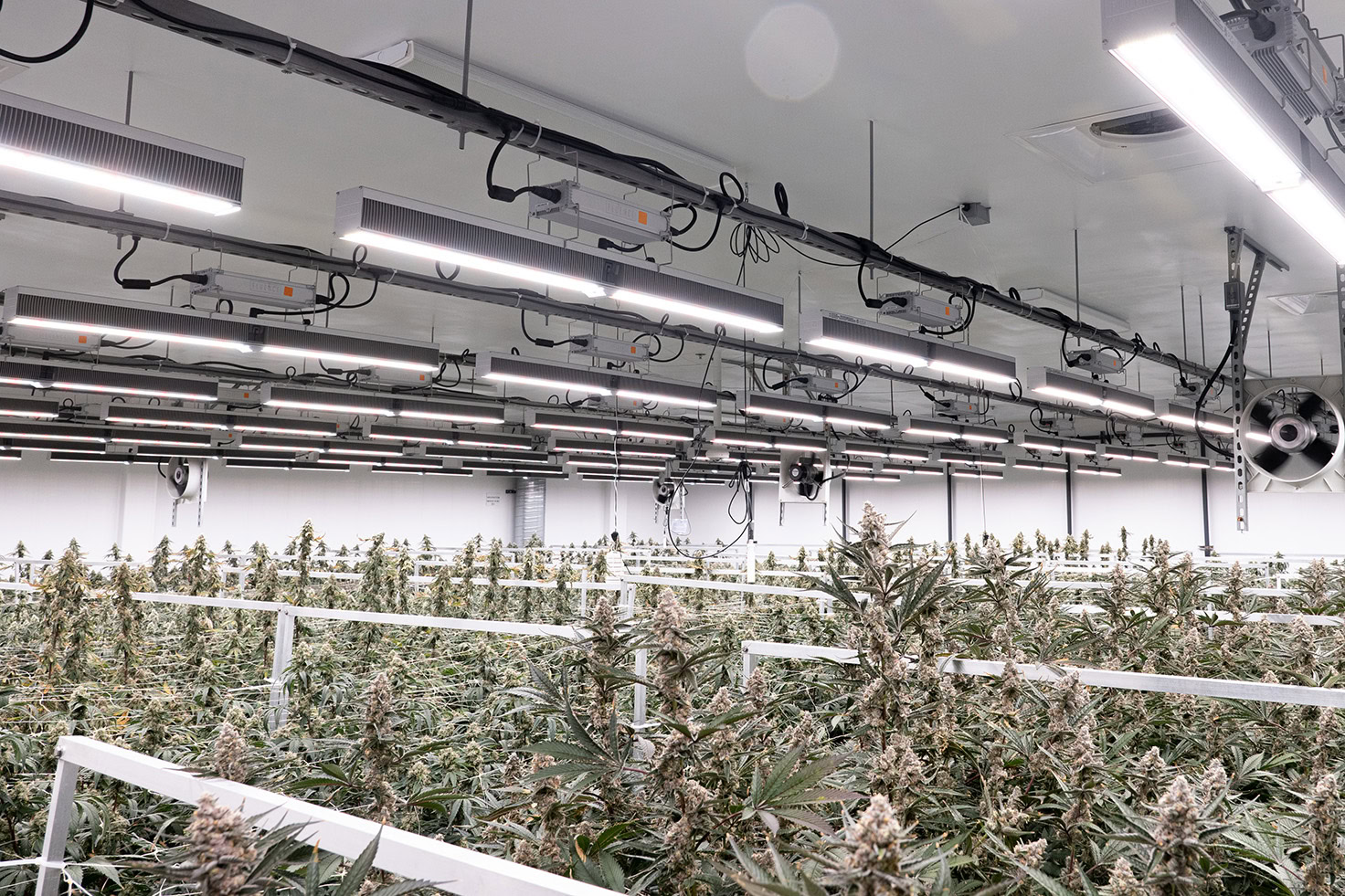 Rows of cannabis plants under commercial LED grow lights for cultivation.