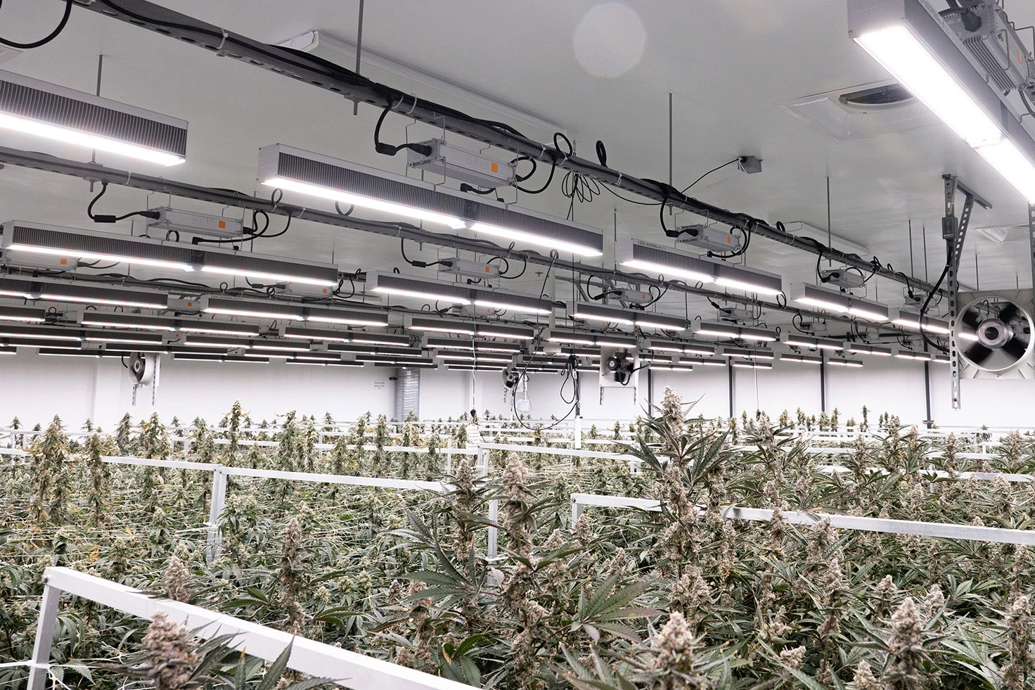 Rows of cannabis plants under commercial LED grow lights for cultivation.