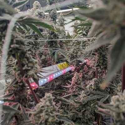 Ausgewachsene Cannabispflanzen unter modernen LED-Wachstumslampen für den kommerziellen Anbau.